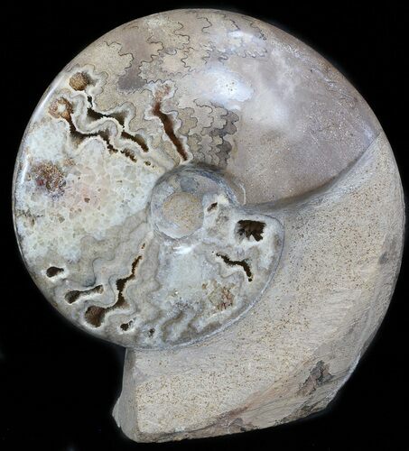 Polished Shloenbacchia Ammonite With Stone Base #35311